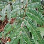 Pentaclethra macrophylla Hoja