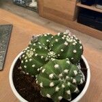 Echinopsis subdenudataLapas