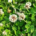 Trifolium repensBlomst