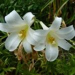 Lilium longiflorum 花