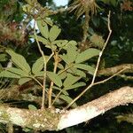 Handroanthus ochraceus Leaf