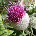 Cirsium eriophorum Floare