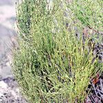 Ephedra viridis Bark