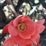 Chaenomeles japonica 花