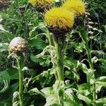 Centaurea macrocephala Hábito