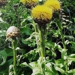 Centaurea macrocephala Habit