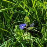 Veronica chamaedrysBlomst