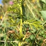 Anacyclus valentinus Jani