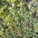 Crithmum maritimum Habitus