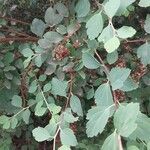 Spiraea trilobata Leaf