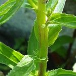 Oenothera × fallax Koor