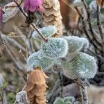 Origanum dictamnus Leaf