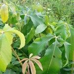 Myrianthus arboreus Leaf