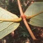 Heteropterys oberdanii Hoja