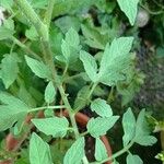 Solanum lycopersicum Blad