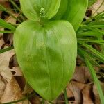 Maianthemum canadense Hoja