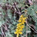 Prosopis koelziana Flower