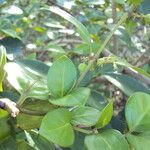 Chiococca alba Leaf