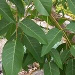 Erythrina crista-galli Blad