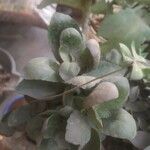 Cotyledon orbiculataᱥᱟᱠᱟᱢ