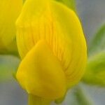 Lotus campylocladus 花