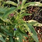 Salvia farinacea Leaf