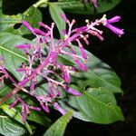 Palicourea angustifolia Květ