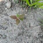 Atriplex glabriuscula Folha