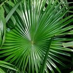 Livistona chinensis Folha
