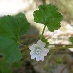 Malva neglectaFlor