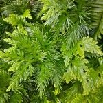 Selaginella pallescens Ліст