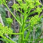 Bunias orientalis Іншае