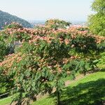 Albizia julibrissin Hábito