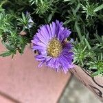 Symphyotrichum dumosum Flower