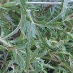 Eryngium amethystinum Листок