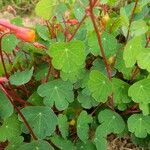 Tropaeolum tuberosum 葉