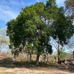 Ehretia tinifolia Costuma