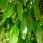 Garcinia xanthochymus Leaf