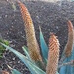 Aloe ferox Blomma