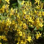 Cytisus villosus List