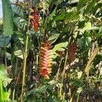 Heliconia rostrata Çiçek