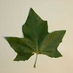 Platanus x hispanica その他の提案