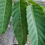 Cananga odorata Leaf