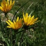 Scorzonera aristata 花
