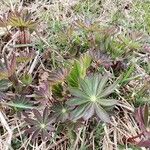 Lupinus polyphyllus Plante entière