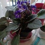 Streptocarpus ionanthus Flower