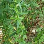 Artemisia dracunculus Leaf