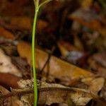 Calophyllum caledonicum موطن