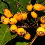 Eugenia hiraeifolia Fruit