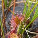 Drosera × obovata പുഷ്പം